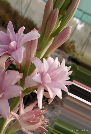 augmented_Polianthes tuberosa flower7_0_9119.jpeg